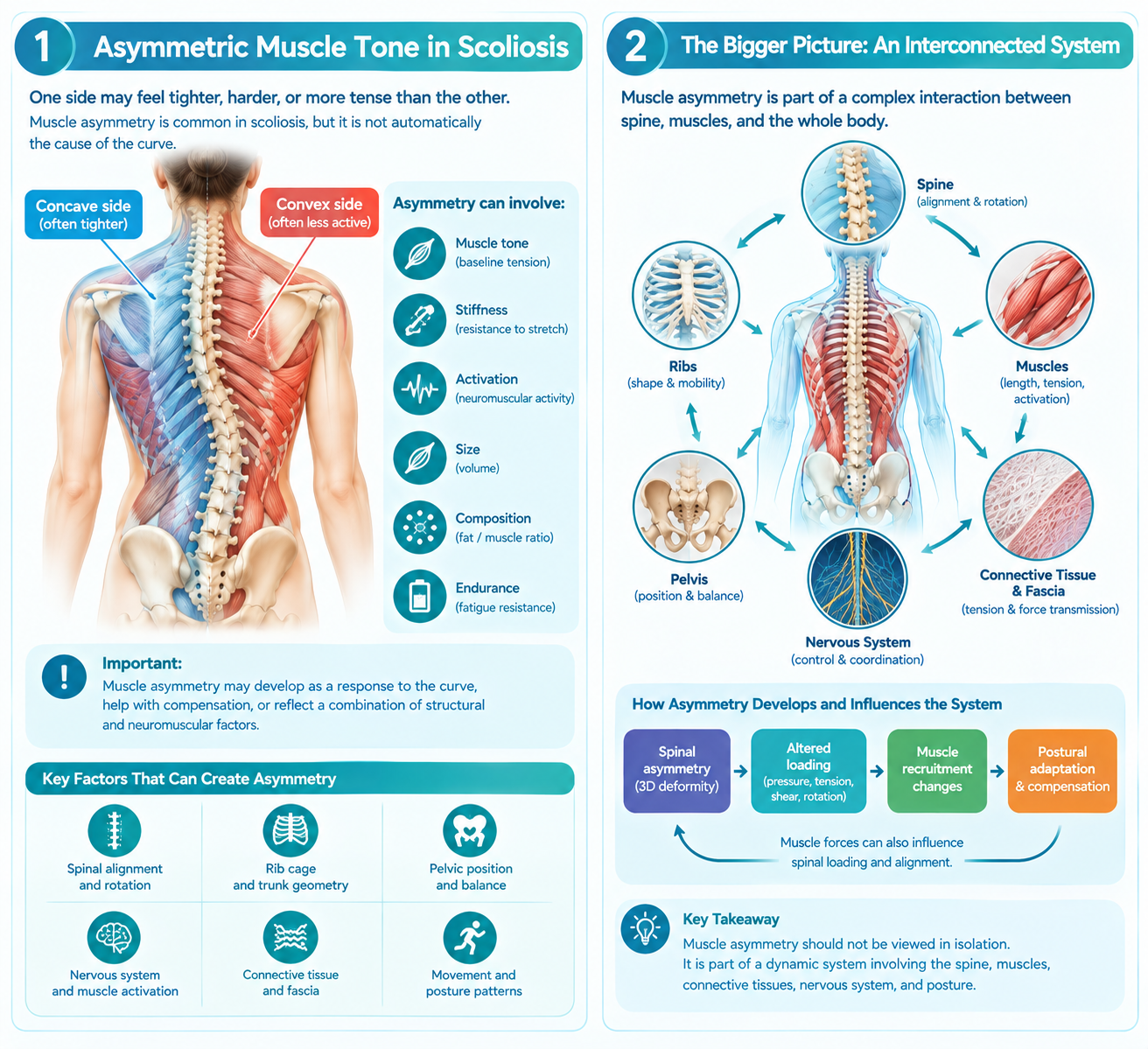 Asymmetric Muscle Tone: Why One Side of Your Back Is Tighter
