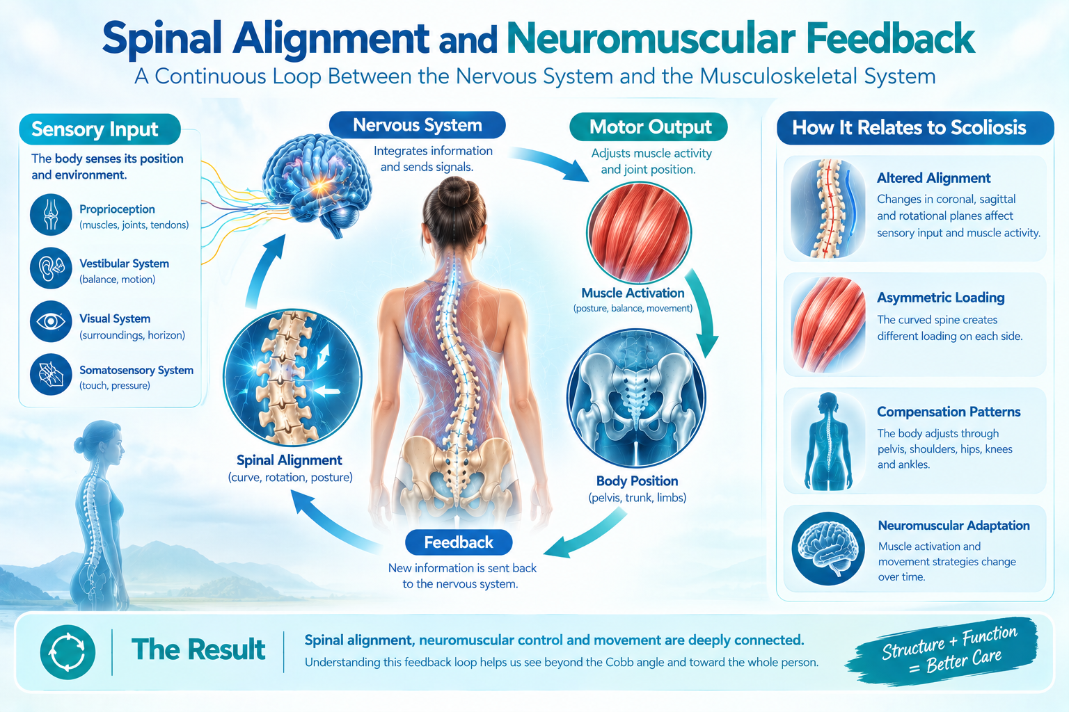The Connection Between Spinal Alignment and Neuromuscular Feedback